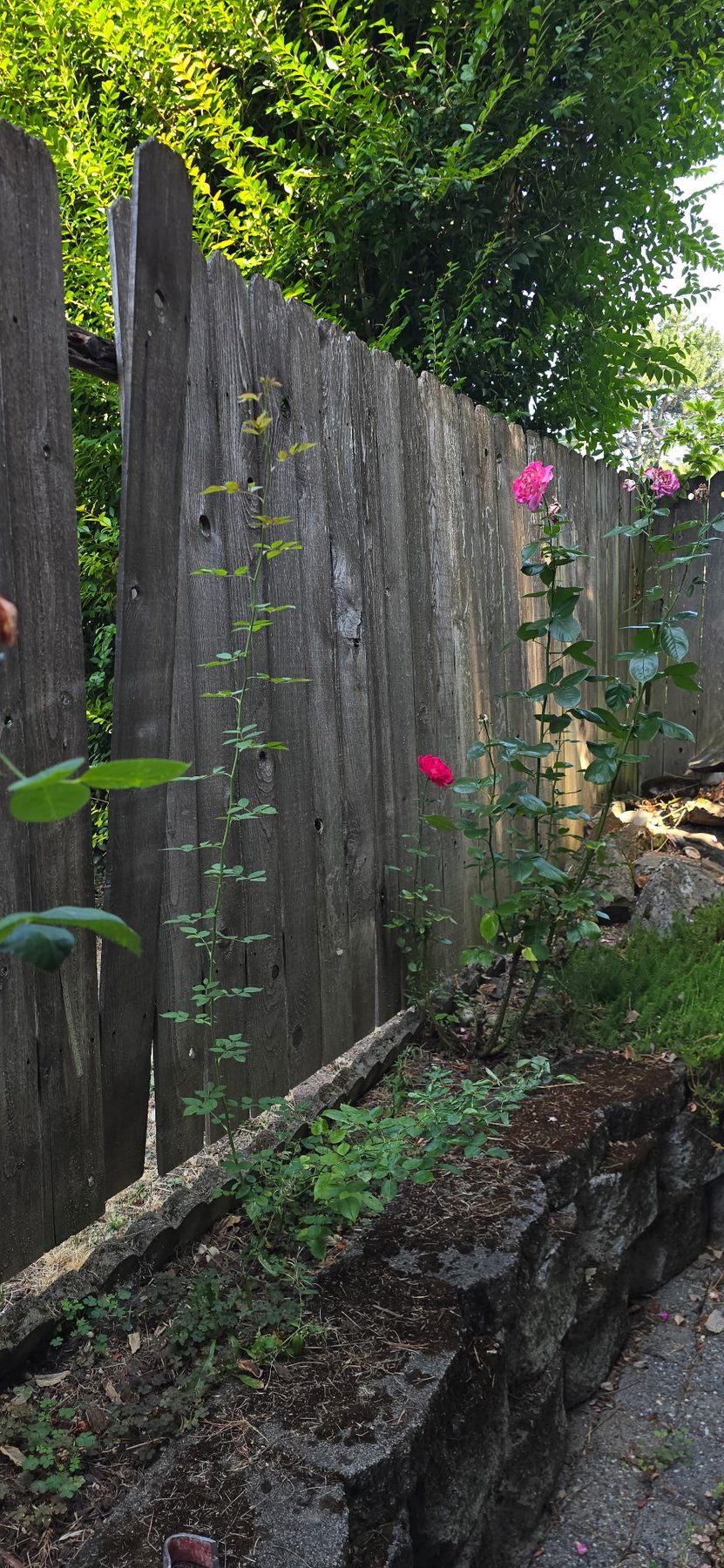 Deteriorated fence boards above a stone retaining wall and rose bed